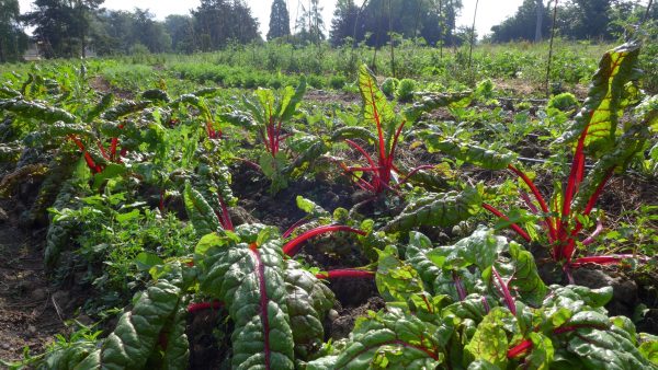 Paniers de légumes
